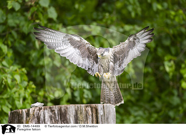 Wanderfalke / Peregrine falcon / DMS-14489