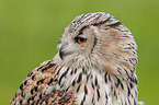 siberian eagle owl