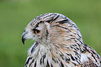 siberian eagle owl