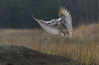 Siberian Eagle Owl
