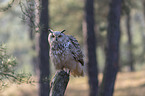 sitting siberian egale owl