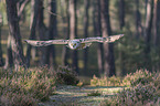 flying siberian egale owl