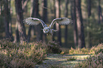 flying siberian egale owl