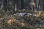 flying siberian egale owl