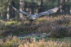 flying siberian egale owl