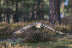 flying siberian egale owl