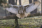 flying siberian egale owl