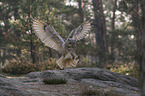 flying siberian egale owl