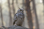 sitting siberian egale owl