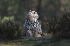 sitting siberian egale owl