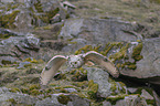 flying siberian egale owl