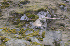 flying siberian egale owl