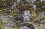 sitting siberian egale owl