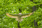 Siberian Eagle Owl