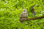 Siberian Eagle Owl