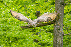 Siberian Eagle Owl