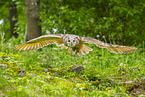 Siberian Eagle Owl