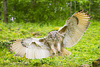 Siberian Eagle Owl