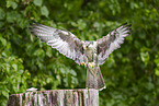 Peregrine falcon