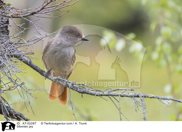 Siberian jay / AT-02287