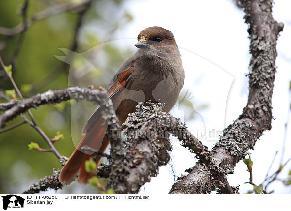 Unglckshher / Siberian jay / FF-06250