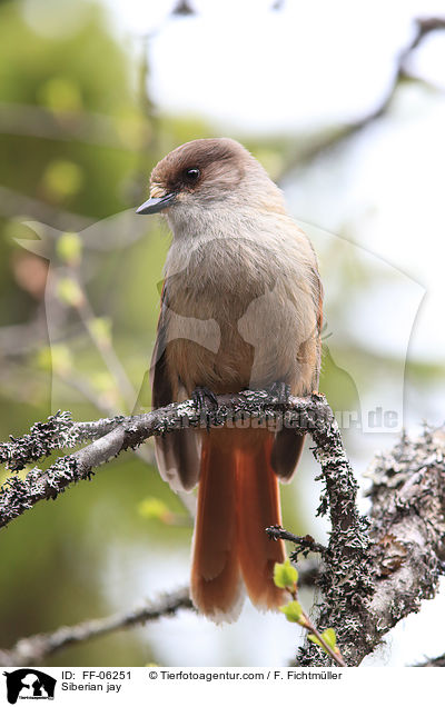 Unglckshher / Siberian jay / FF-06251