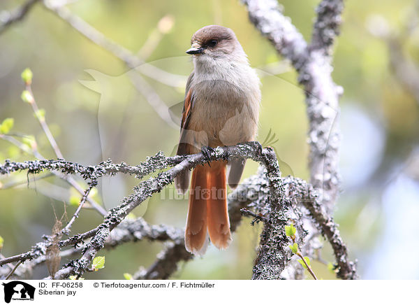Siberian jay / FF-06258