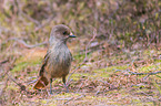 Siberian jay