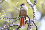 Siberian jay