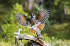 Siberian jay