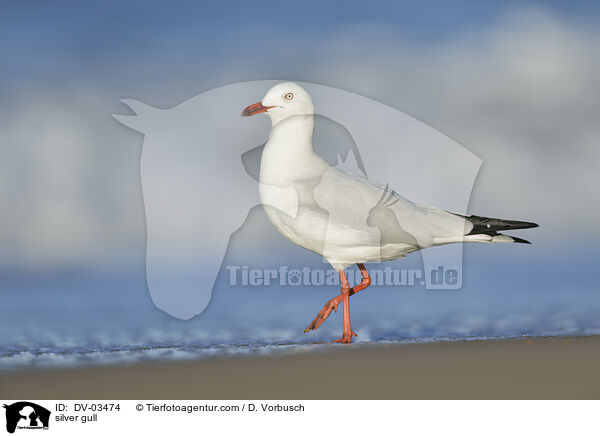 silver gull / DV-03474