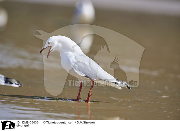silver gull / DMS-09030