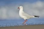 silver gull