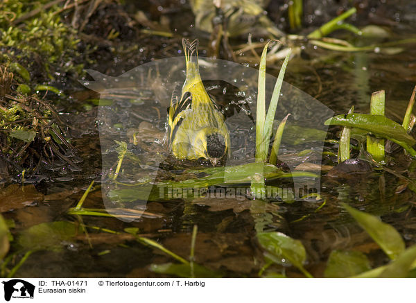Erlenzeisig / Eurasian siskin / THA-01471
