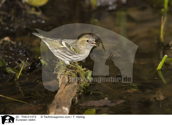Erlenzeisig / Eurasian siskin / THA-01472