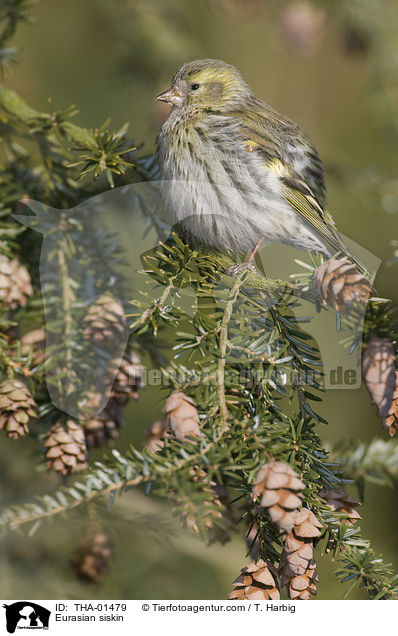 Eurasian siskin / THA-01479