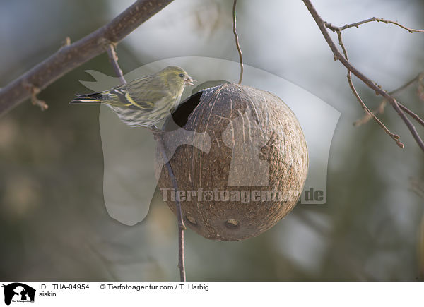 Erlenzeisig / siskin / THA-04954