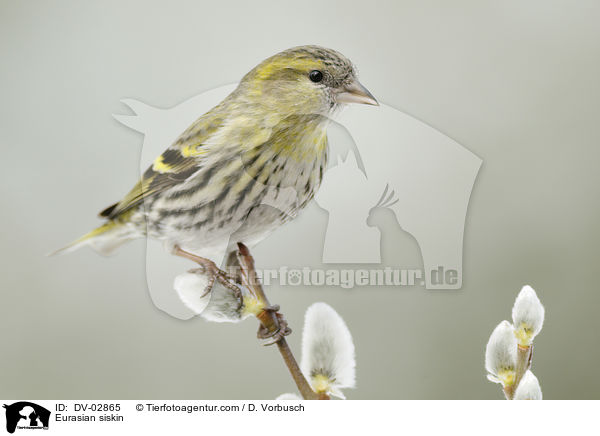 Eurasian siskin / DV-02865