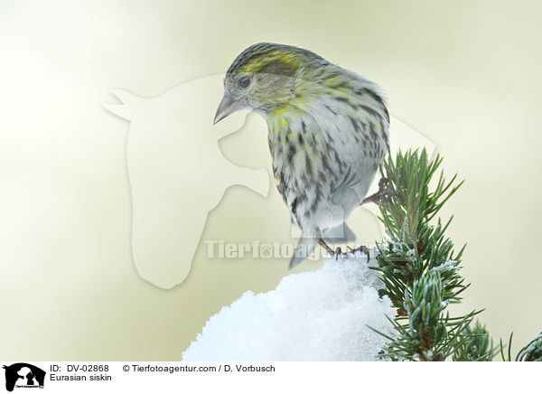 Erlenzeisig / Eurasian siskin / DV-02868