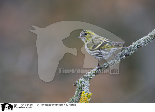 Erlenzeisig / Eurasian siskin / THA-05486