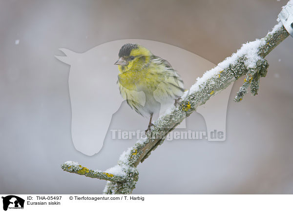 Erlenzeisig / Eurasian siskin / THA-05497