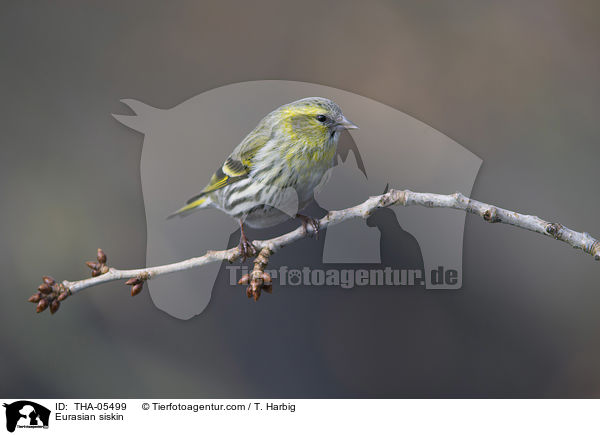 Eurasian siskin / THA-05499
