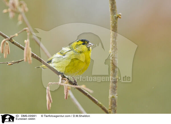 Eurasian siskin / DMS-09981
