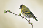 Eurasian siskin