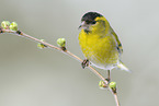 Eurasian siskin