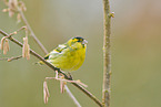 Eurasian siskin