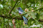 slaty-tailed trogon