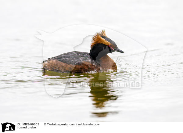 Ohrentaucher / horned grebe / MBS-09603