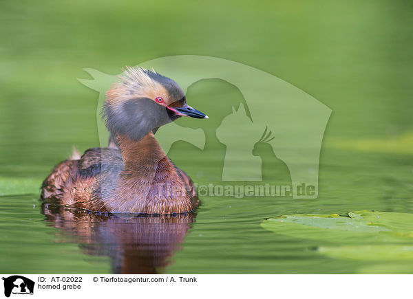 Ohrentaucher / horned grebe / AT-02022