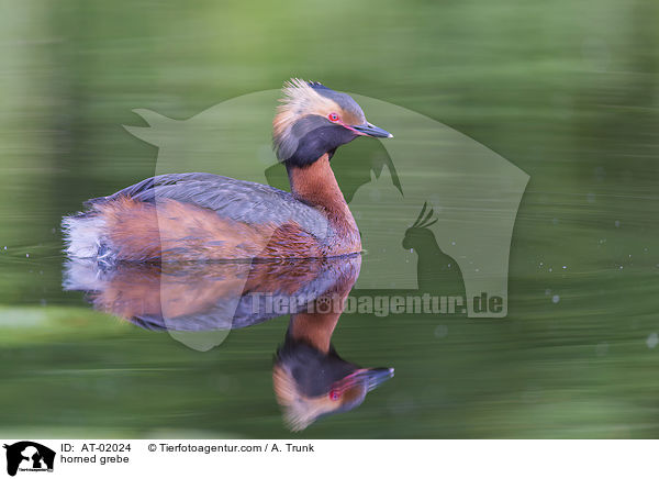 horned grebe / AT-02024